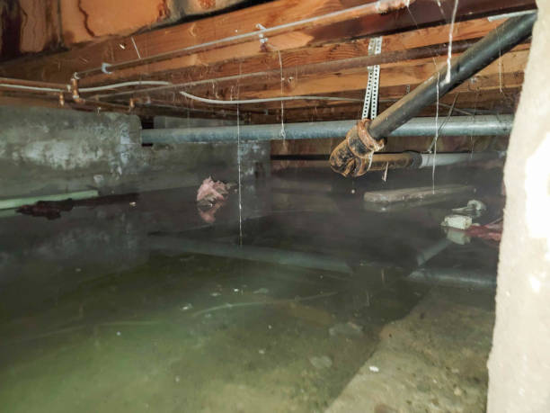 Best Carpet water damage restoration  in West Liberty, OH